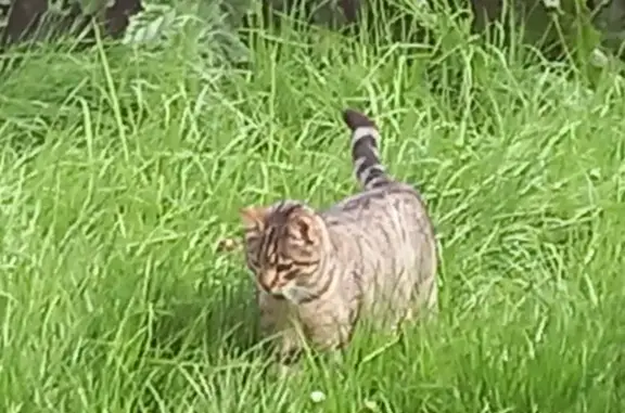 Chat perdu, , photo: Chat gris tigré castré perdu à Lasseran