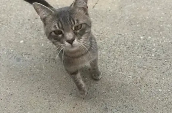 Missing Cat: Grey Male w/ Red Collar, Smyrna