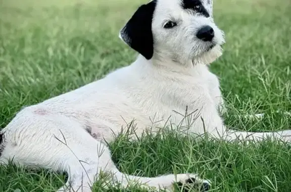 Lost and found pets , photo: Missing Mixed Breed Dog on US Hwy 271