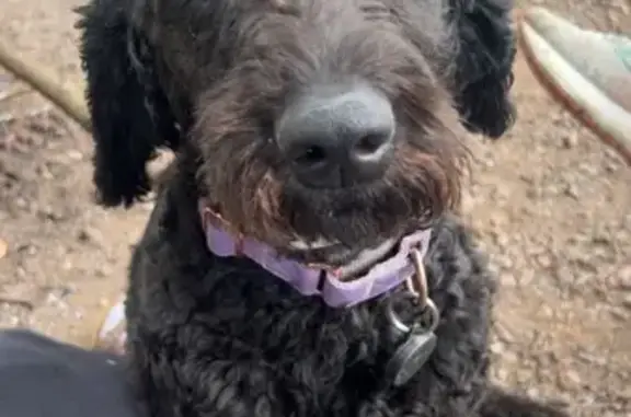 Missing Black Goldendoodle in Athens Area