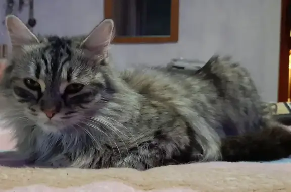 Gatos perdidos, , foto: ¡Ayuda! Gata Perdida en Santa Úrsula