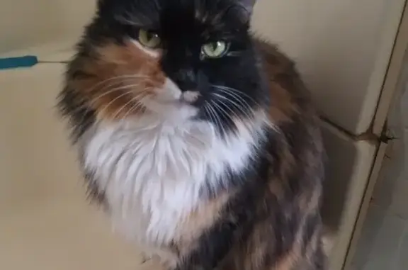 Lost Calico Cat: Friendly, Green-Eyed Beauty