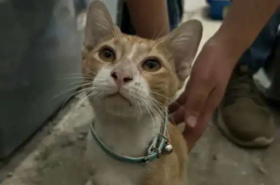 Gato Naranja y Blanco Encontra...