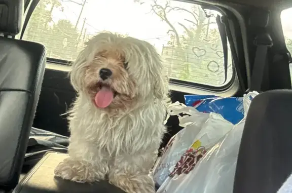 Lost Dog: Off-White Maltese Shih Tzu, Sam