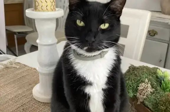 Missing Tuxedo Cat: Pitou in Miami