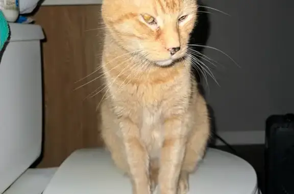 Lost Orange Tabby Cat on Old Forge Rd - Help!