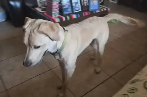 Found Male Blond Lab with Rainbow Collar