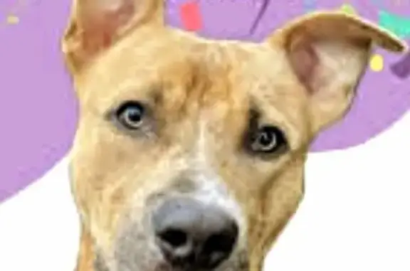 Missing Pitbull Mix: Tan, Large Ears, Buffalo