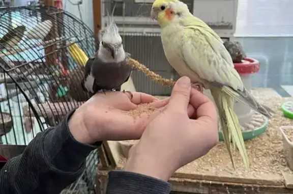 Lost Cockatiel on Bowen St, Melbourne