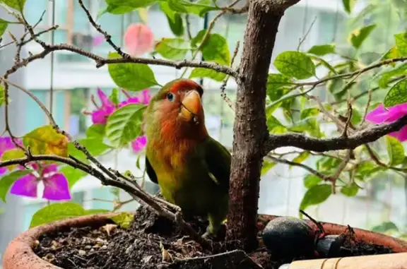 Found Lovebird: Orange-Green, Bukit Batok E6