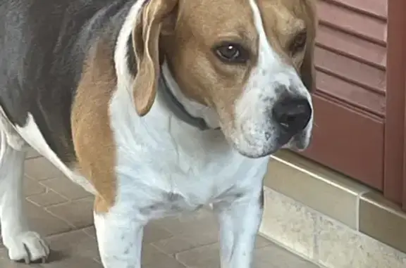Chien perdu Souffelweyersheim, photo : Chien perdu Oreo vu à Souffelweyersheim