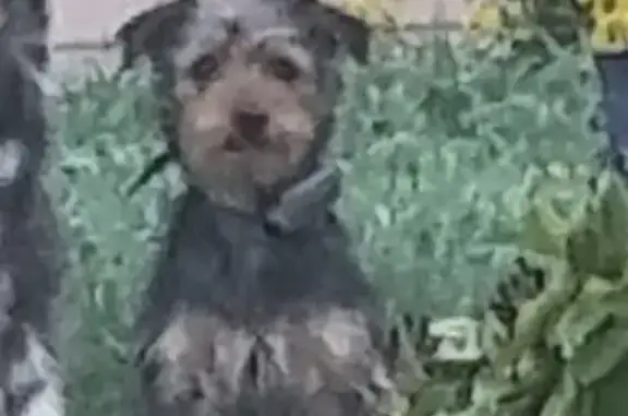 Chien perdu , photo : Petit terrier noir et marron disparu