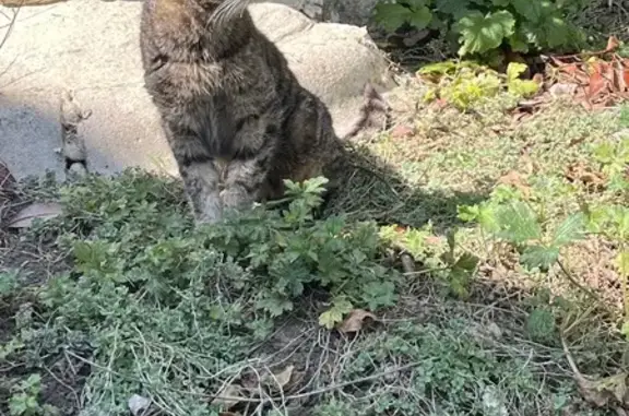 Animaux trouvés Noisiel, photo: Chatte tigrée trouvée, Rue Anatole France