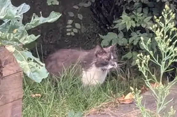 Chat trouvé Nantes, photo: Grand chat gris et blanc trouvé à Nantes