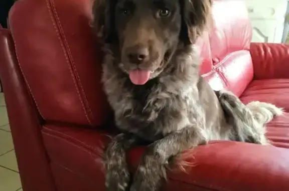 Chien Munsterlander mâle perdu à Givonne - photo