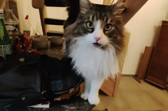 Animaux perdus Mardié, photo: Chat perdu à Mardié depuis le 22 août