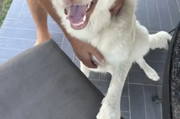 Chien blessé à la patte gauche à Bonifacio - photo