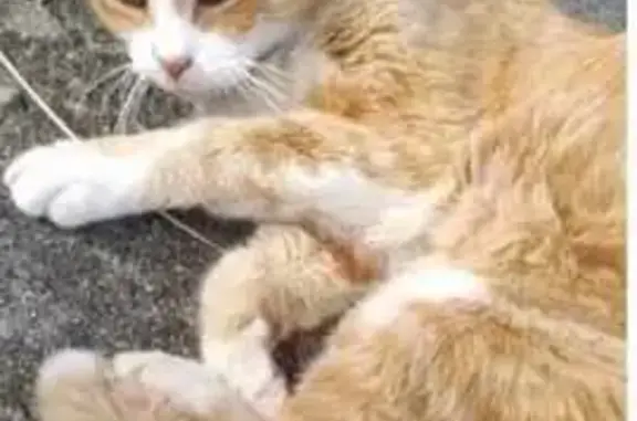 Chat perdu, Saint-Gilles, photo: Chat roux-blanc castré perdu à Saint-Gilles