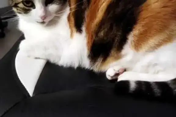 Chat perdu, , photo: Chat Perla perdu - Tricolore, craintive