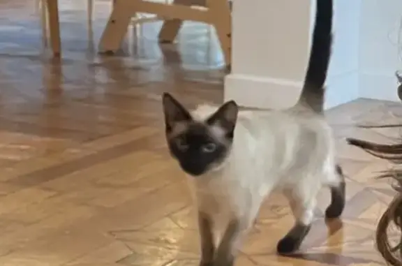 Animaux perdus Mérignac, photo: Chatte siamoise disparue à Mérignac