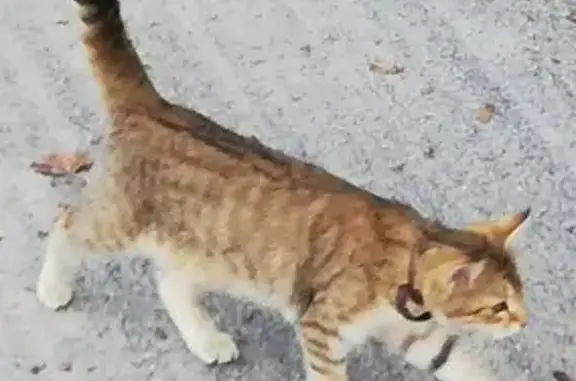 Chat tigré et roux trouvé près de Peillac - photo