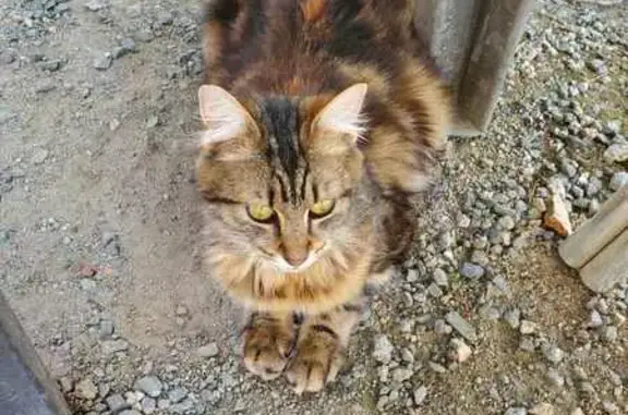 Chatte blanche/marron foncé perdue à Ploumagoar - photo