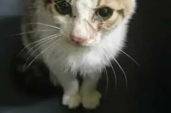 Chaton trouvé, apeuré, à Le Chambon-Feugerolles - photo