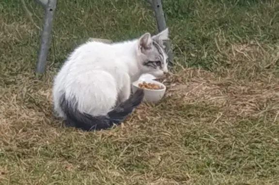 Chat trouvé Cinq-Mars-la-Pile, photo: Chaton blanc tigré trouvé Rue des Caves