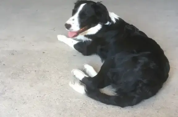 Chien perdu: collie femelle noire et blanche, Joy - photo