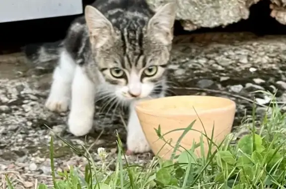 Chat trouvé Bellerive-sur-Allier, photo: Chaton trouvé, nourri, cherche propriétaire