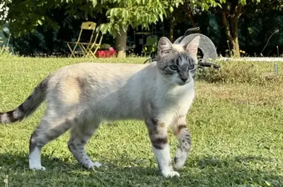 Chatte siamoise Luna disparue à Vétraz-Monthoux - photo