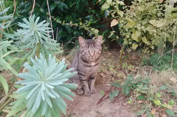 Chat tigré trouvé à la Résidence la Conninais - photo