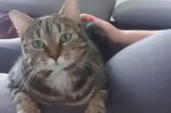 Chat perdu, Brienne-le-Château, photo: Chat perdu, peureuse, Rue de la Mission