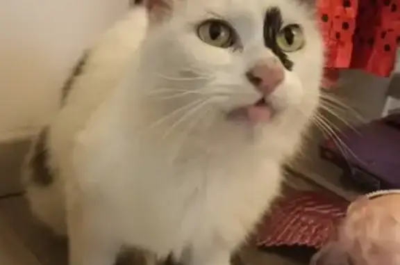 Chatte âgée noir et blanc trouvée à Auxonne - photo