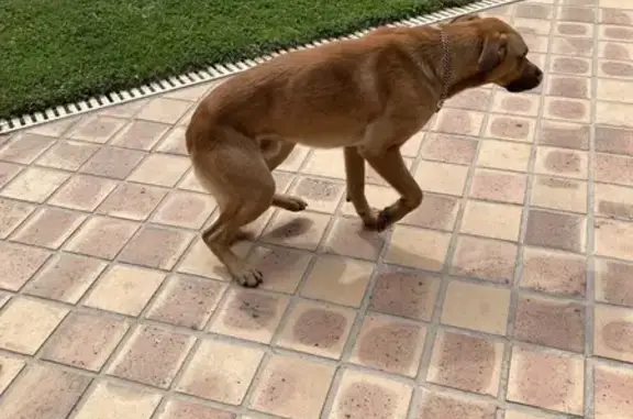 Chien mâle fauve trouvé à Candé-sur-Beuvron - photo