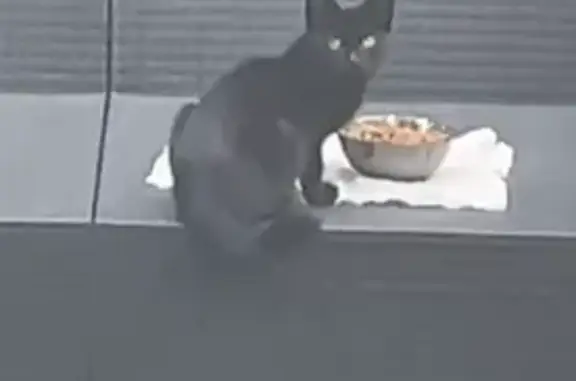 Chaton noir trouvé, 3 mois, craintif, Le Mans - photo