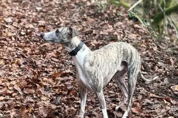 Chien perdu , photo : Whippet mâle bringé perdu à Truchtersheim