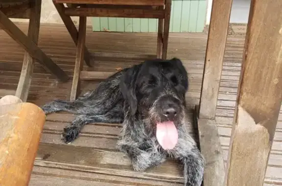 Animaux trouvés , photo: Chien trouvé à Coussac-Bonneval aujourd'hui