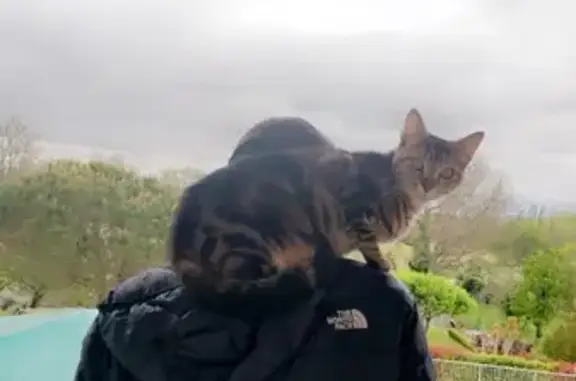 Animaux perdus Rieumes, photo: Chatte de 2 ans perdue à Rieumes