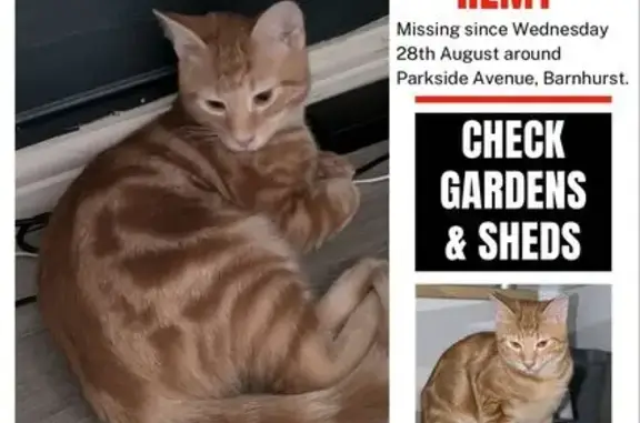 Lost Ginger Kitten, 6 Months - Parkside Ave