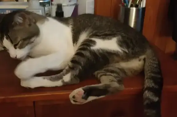 Chat trouvé : Blanche et tigré gris, Le Bouscat - photo