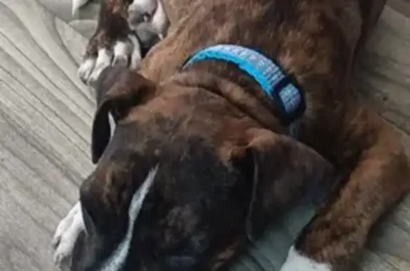 Lost Brindle Boxer Mix on County Rd 22900