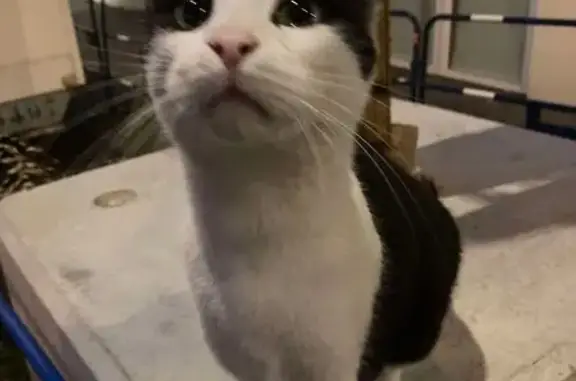 Chat trouvé - Rue Frédéric Mistral, Lyon - photo