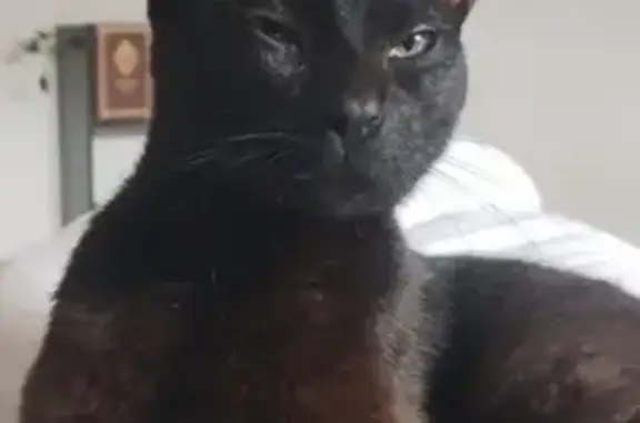 Animaux perdus Limoges, photo: Chat disparu : Mowgli, 1 an et demi, Limoges