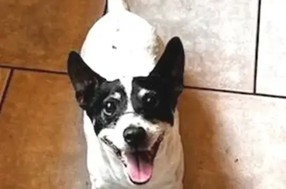 Chien trouvé Wingles, photo: Jack Russel mâle trouvé, Rue Gabriel Péri, Wingles