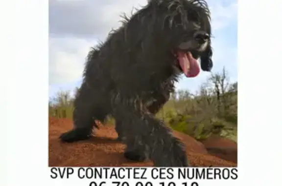 Animaux perdus , photo: Chienne noire perdue entre Tanus et Pampelonne