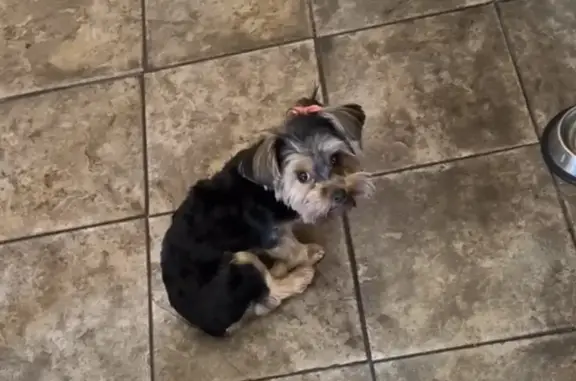 Lost Yorkie: Help Find Zuri in Ashburn!