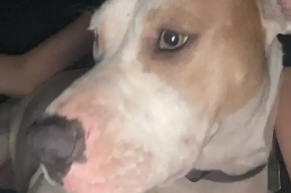 Found: Friendly Female Pit, White/Brown, Shawnee