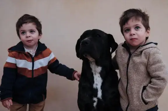 Animaux perdus , photo: Chienne Cane Corso Noire Perdue à Les Salelles