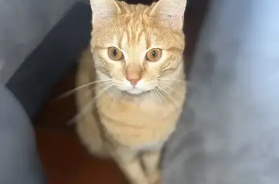 Animaux perdus Saint-Rémy-sur-Avre, photo: Chat roux mâle disparu à Saint-Rémy-sur-Avre